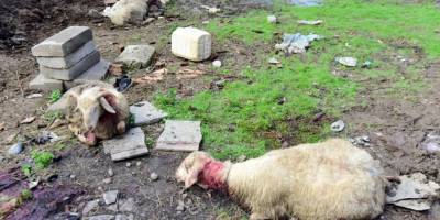 Aydın'da sahipsiz köpekler 20 koyunu telef etti