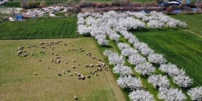 Turgutlu Ovası, meyve ağaçlarının çiçek açmasıyla renklendi
