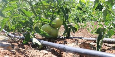 Kuraklıkla mücadele için tarımda hızla "damla sulama sistemi"ne geçilmesi tavsiyesi