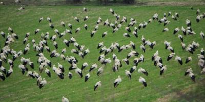 Baharla sıcak bölgelere göçe başlayan leylekler Domaniç'te konakladı