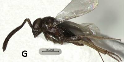 Aydın'da yeni bir böcek türü bulundu