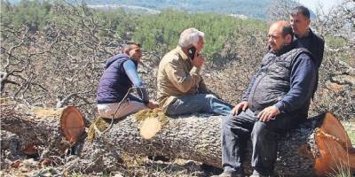 Güneş enerji santrali ağaçlardan kıymetli mi?