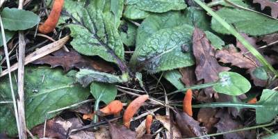 Dizilere konu olan geleneksel Çin tıbbında kullanılan "zombi mantarı" İstanbul'da görüldü