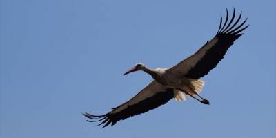 Sındırgı'nın sembolü "Sağdıç" leylek belediye binasındaki yuvasına yerleşti
