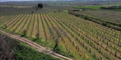 Manisa'da filizlenen üzüm bağları zirai dondan etkilendi