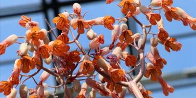 Yüzlerce endemik türün bulunduğu lagündeki bitkiler şifalı çaylara dönüşecek