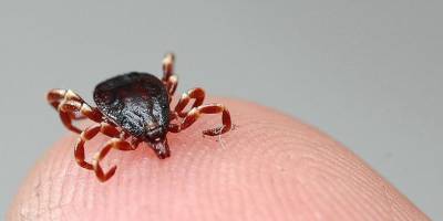 İngiltere'de kenelerden bulaşan ensefalit hastalığı görüldü