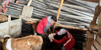 Sandıklı'da büyükbaş hayvanlarda aşılama ve kimliklendirme çalışmaları sürüyor