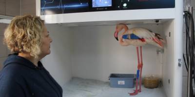 Afyonkarahisar’da yaralı bulunan flamingo AKÜREM'de tedaviye alındı