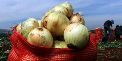 Turfanda soğan hasadı başladı