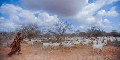Kenya'da kuraklık nedeniyle 4 milyona yakın insan acil gıdaya ihtiyaç duyuyor