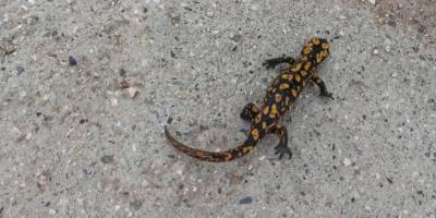 Batman'da benekli Anadolu semenderi görüntülendi