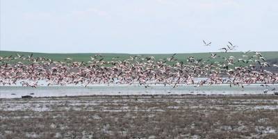 Gelingüllü Barajı flamingoların yaşam alanı oldu