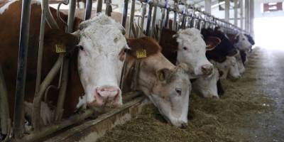 Sözleşmeli besicilik aile işletmelerinin gelişimine katkı sağlayacak