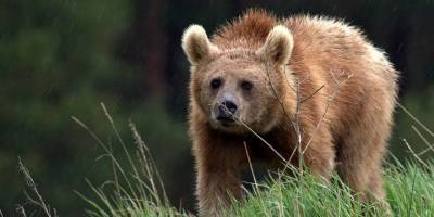 Koşucuyu öldüren ayıya idam talebi: Hayvan hakları savunucuları harekete geçti, karar askıya alındı
