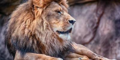 Dünyanın en yaşlı vahşi aslanlarından Loonkiito, Kenya'da köy sakinlerince öldürüldü