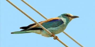 Ağrı Dağı eteğindeki Erhacı Sulak Alanı'nda belirlenen kuş türü 94'e yükseldi