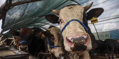 Kurban Bayramı için hazırlıklar başladı