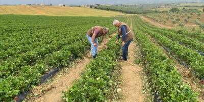 Köprübaşı'nda doludan etkilenen arazilerde hasar tespiti