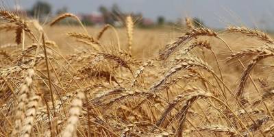 Artan yağışlar buğdayda rekolte beklentisini yükseltti