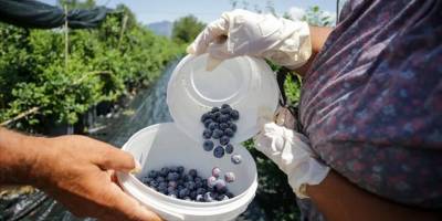 Saksılarda üretilerek ihracatı da yapılan mavi yemişe talep artıyor