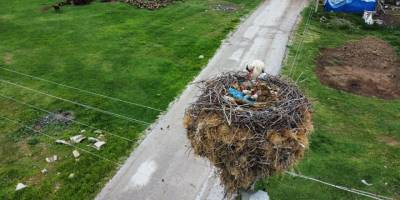 Çay'da yuvası yanan leylek yeni yuva yaptı