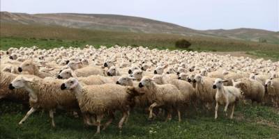 TÜDKİYEB Genel Başkanı Çelik: Bayram için küçükbaş hayvan varlığımız fazlasıyla mevcut