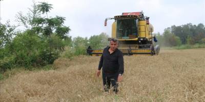 Çukurova'da buğday hasadı başladı