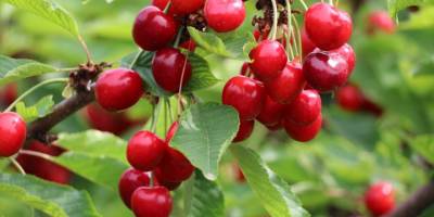 Yağışa dayanıklı "Napolyon kirazı"nda ihracat hızlı başladı