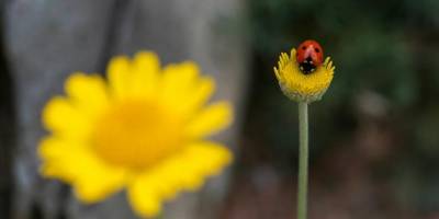 Amanosların 1600 rakımlı Huzurlu Yaylası fotoğraf tutkunlarını ağırlıyor