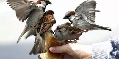 Çernobil'de serçe ölümleri artmaya başladı