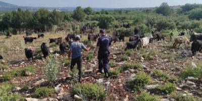 Aydın’da kaybolan küçükbaş hayvanlar, jandarma tarafından bulundu