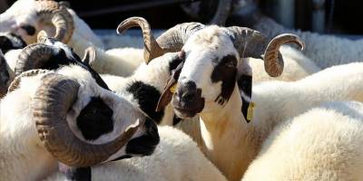 Yetiştiricilerden kurbanlık alacaklara "küpe" ve "pasaport" uyarısı