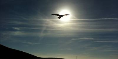 Meksika’da “El Nino” hava olayları yüzünden yüzlerce kuş açlıktan öldü