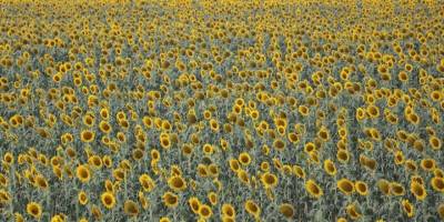 Çukurova'da yağışlar ayçiçeği üreticisini umutlandırdı