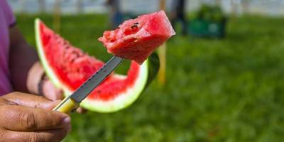 Serin hava karpuzun fiyatını düşürdü: Tarlada kilosu 1 lira oldu