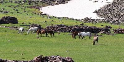 Aras Dağları yeşeren doğasıyla yılkı atlarını ağırlıyor