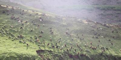 Iğdır'da bol yağışla yeşeren doğa, besicileri göçten ve masraftan kurtardı