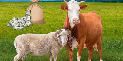 Kurban yeri vurgunu: Belgeler ortalığa saçıldı!