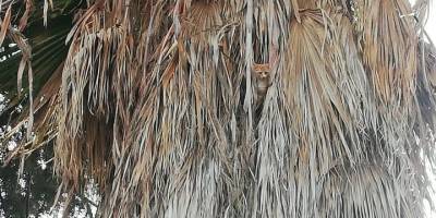 Palmiye ağacında mahsur kalan kedi kurtarıldı