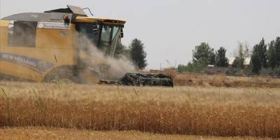 Mardin Ovası'nda son yılların en verimli buğday hasadı sezonu yaşanıyor