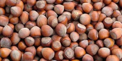 Türkiye fındık ihracatından 10 ayda 1,6 milyar dolar gelir elde etti