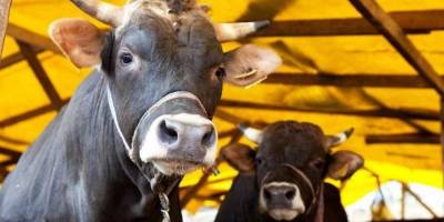 Ak Parti Bornova, "Işıkkent Kurban Yeri" paraları dosyasını mecliste sordu!