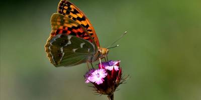 Kars'ta yağmurlar sonrası doğa canlandı