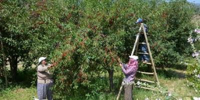 Manisa'nın yaylalarında vişne hasadı başladı
