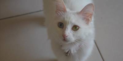 Van kedisi yavrularının sayısının artırılmasında hedef bir önceki yılın üzerine çıkmak