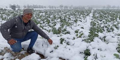 Ödemiş Ovası'na kar yağdı, bakla ve bezelye üreticileri tedirgin