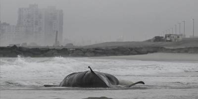 İskoçya'nın batısında kıyıya vuran 55 pilot balina öldü