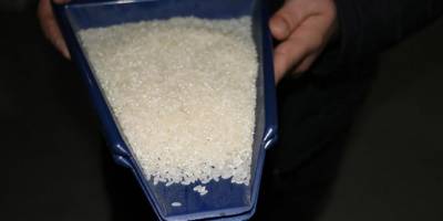 Hindistan, basmati olmayan beyaz pirinç ihracatını yasakladı