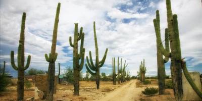 ABD'de sıcak hava dalgası nedeniyle kaktüsler ölüyor